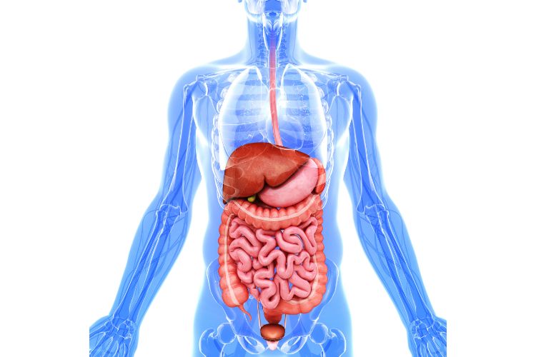 Gut Instincts: The Potential Role of Chiropractic Care in Digestive Wellness